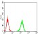 ADAMTS1 Primary Antibody MP31151 [M1C12E6]