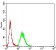 ADIPOQ Primary Antibody MP31164 [M1E10D5]