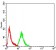 ARFGAP1 Primary Antibody MP31185 [M1C4E2]