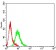 RUNX1 Primary Antibody MP31227 [M6C12A5]