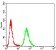 ACVR1 Primary Antibody MP31245 [M2E2C11]