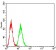 ATG5 Primary Antibody MP31271 [M3C10B6]