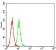 GRIK3 Primary Antibody MP31292 [M2B4H1]