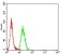 Dynamin-2 Primary Antibody MP31335 [M3F5F3]