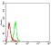 BTLA Primary Antibody MP31368 [M5G1G10]
