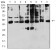 KIR3DL1 Primary Antibody MP31373 [M6D9F6]