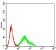 CD167 Primary Antibody MP31380 [M4F2C12]