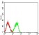 TLL1 Primary Antibody MP31435 [M4H8C9]