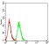 CD89 Primary Antibody  MP31469 [M2F9E10]