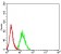 CD16B Primary Antibody  MP31471 [M8F1C10]