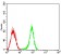 CD53 Primary Antibody  MP31519 [M1H2C7]