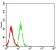 CD274 Primary Antibody MP31530 [M6D9A2]