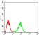 CD148 Primary Antibody MP31544  [M6F2E12]