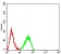CD339 Primary Antibody MP31551 [M7C7H2]