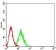 KMT5A Primary Antibody MP31616  [M7H1G10]