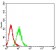 CD27 Primary Antibody  MP31619  [M3B6D3]