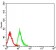 CD299  Primary Antibody MP31626  [M8A1B3]