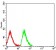 EDA2R Primary Antibody  MP31637 [M4A6B4]