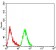 PCK2 Primary Antibody MP31650  [M3D3D9]