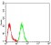 SATB2 Primary Antibody  MP31652  [M7B2C4]