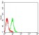 EZH1 Primary Antibody  MP31653 [M4B11B4]