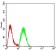 EZH1 Primary Antibody MP31654  [M3B6B9]
