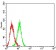 CD283 Primary Antibody MP31655  [M6F3G4]