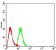 MTA1 Primary Antibody  MP31656 [M7G9C10]