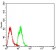 MTA1 Primary Antibody  MP31657 [M6B1E9]