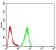 IDH2 Primary Antibody MP31666  [M3E8E9]