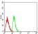 CD301 Primary Antibody  MP31669 [M2C5C6F10]