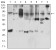 KAT7 Primary Antibody  MP31673 [M4E12H12]