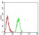 HTRA2 Primary Antibody  MP31676 [M6H7A8]