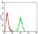 ACSS1 Primary Antibody MP31681  [M3A7C1]