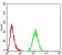 TBP Primary Antibody  MP31682 [M7G11C8]