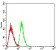 CD218A Primary Antibody  MP31684 [M2B7E6]