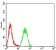 NR2C2 Primary Antibody  MP31687 [M8F2E8]