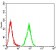 NR2C2 Primary Antibody  MP31688 [M8H11D4]