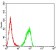RBBP7 Primary Antibody MP31689  [M2A10C2]