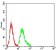 CD307A Primary Antibody MP31713  [M8F7F2]