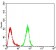 NAGR1 Primary Antibody MP31714  [M7E2D6]