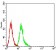 CD355 Primary Antibody  MP31723 [M1C11E10]