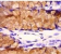 MDF8390 MUC2 rabbit polyclonal Primary Antibody 