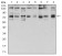 GFPT1 Primary Antibody MP30954 [M1F1B9]