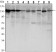 CDH1 Primary Antibody MP30121 [M7H12]