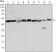 FOXD3 Primary Antibody MP30141 [M5G9]