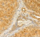 MAF6278 AHR rabbit polyclonal Primary Antibody 