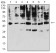 KIR3DL1 Primary Antibody MP31372 [M6D9A4]