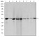ACTA2 Primary Antibody MP30162 [M1H8]