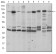 FUK Primary Antibody MP30207 [M6E2]